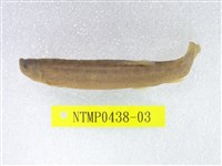 藏品(泥鰍)的圖片